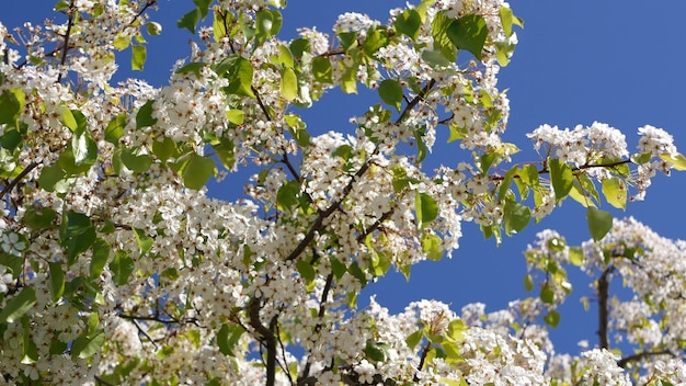 Primavera flor branca de cerejeira, Califórnia, EUA. flores sakura de pera, maçã ou bloo de damasco
