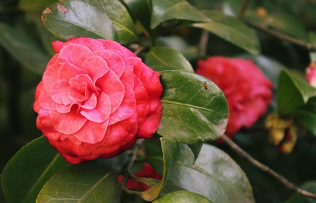 Primavera flor camélia.