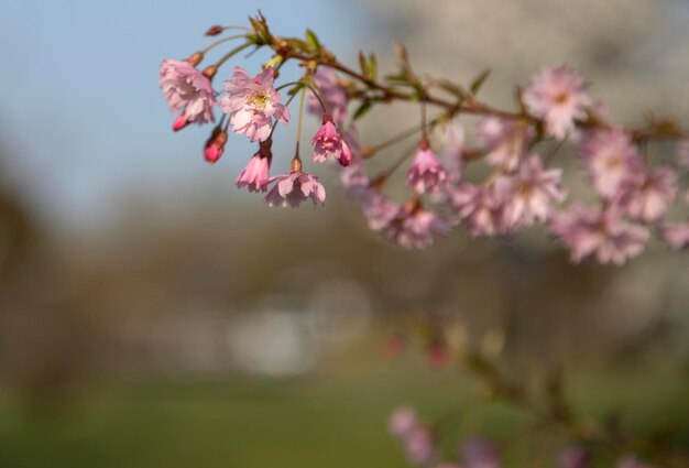 primavera flor de cerezo parque árbol naturaleza flora