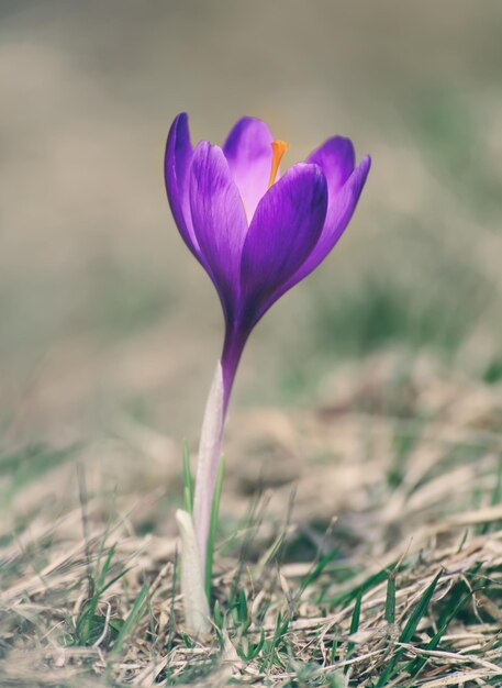 Primavera flor de açafrão