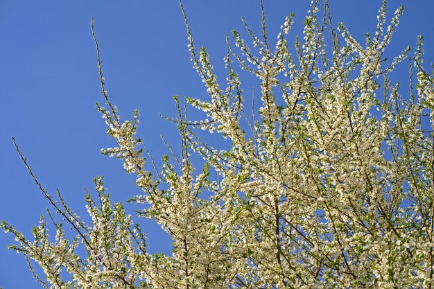 Primavera flor de cerejeira branca contra o céu azul. Primavera flores de cerejeira em fundo azul para cartão postal ou banner. Belo fundo abstrato de primavera floral da natureza