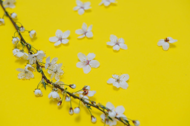 Primavera flor de cerejeira em tons de primavera florescendo fundo de flores pastel e cartão floral suave