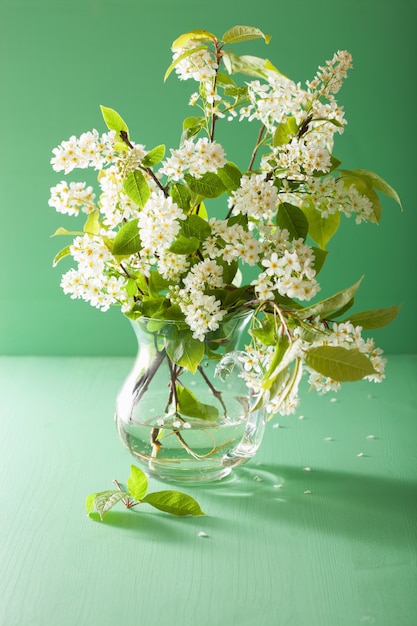 Primavera flor de pássaro-cereja em vaso sobre fundo verde