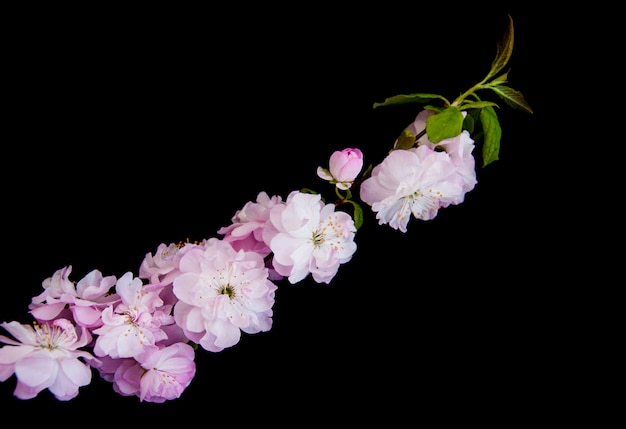 Primavera flor de sakura