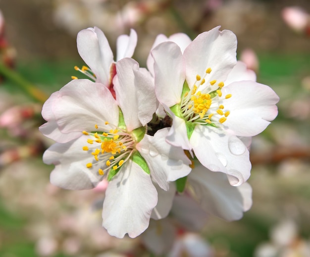 Primavera flor na árvore