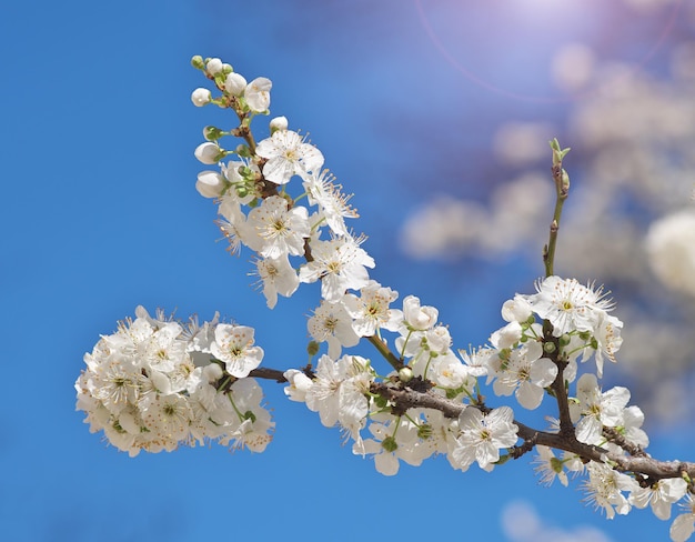 Primavera flor na árvore