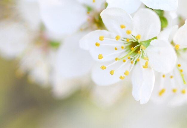 Primavera flor na árvore