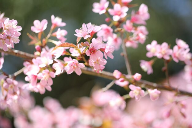 Primavera flor rosa sakura en primer plano