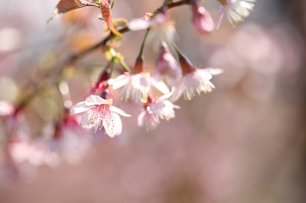 Primavera flor rosa sakura en primer plano