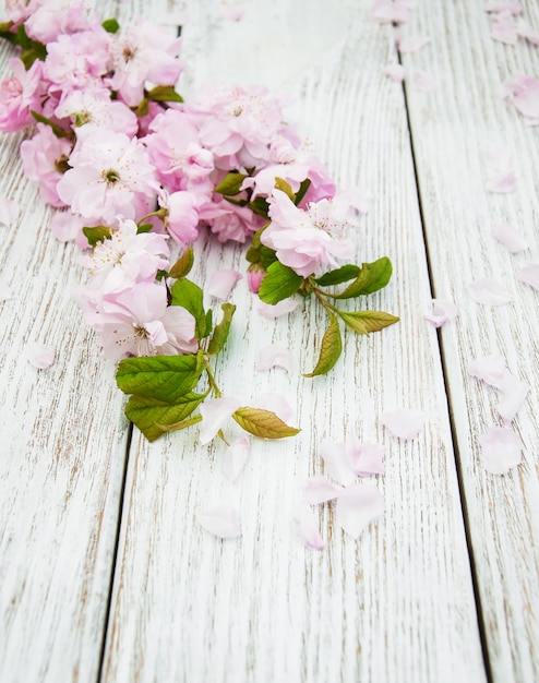 Primavera flor de sakura