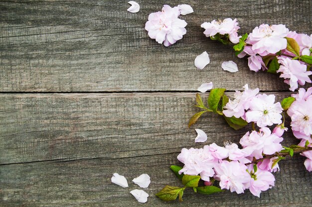 Primavera flor de sakura