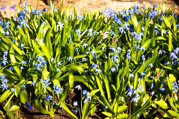 Primavera flor scilla siberica