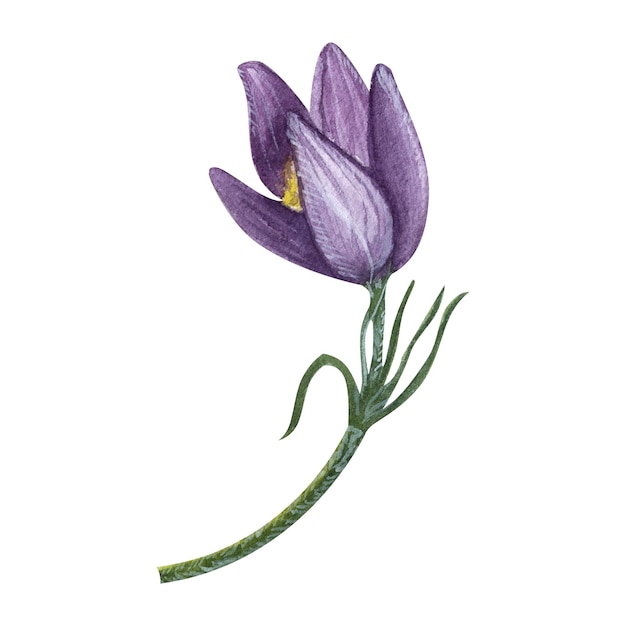 primavera flor silvestre púrpura Pulsatilla Este pasque crocus anémona Ilustración acuarela aislado