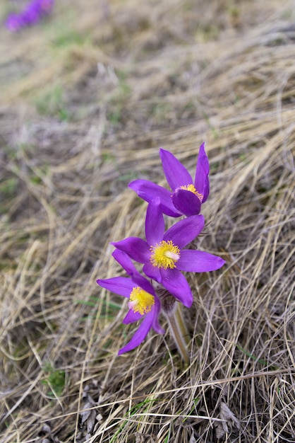 Primavera flor sueño-hierba púrpura, primer plano