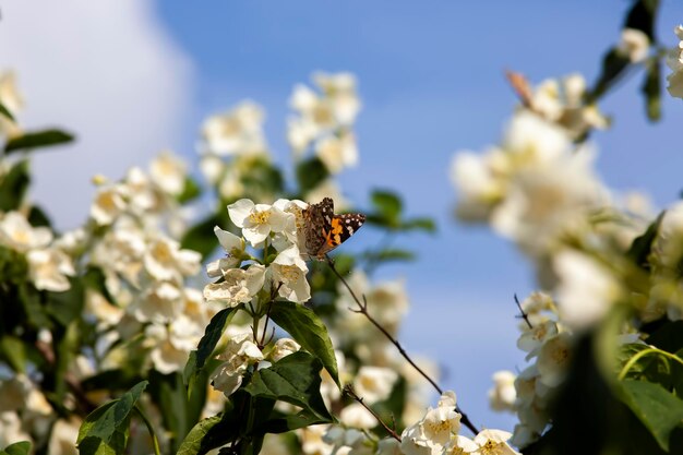 Primavera floração de jasmim e uma borboleta colorida