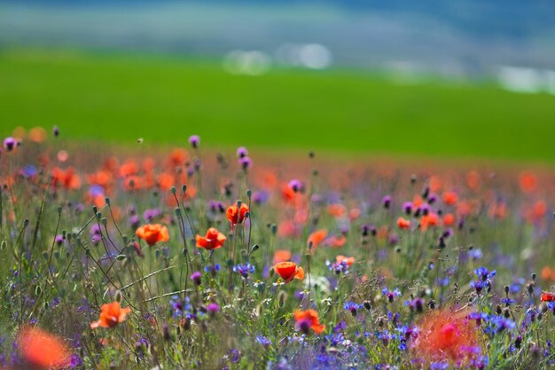 Primavera floración del campo de amapolas