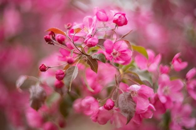 Primavera. Floración del manzano con flores rosas