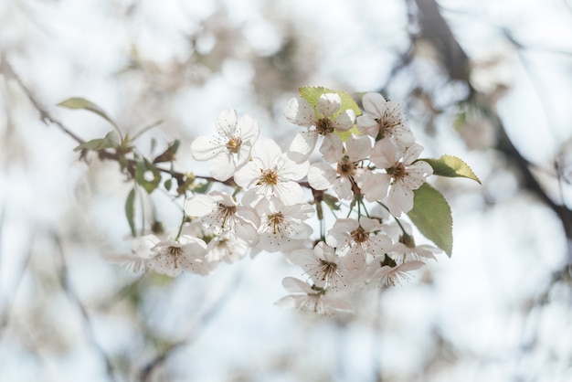 Primavera floral com galho de cerejeira em flor