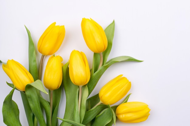 Primavera floral fundo com flores tulipa amarela linda. Férias e design sazonal. Copie o espaço. Configuração plana