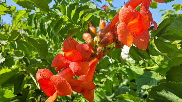 La primavera florece en jardines y bosques. Peonías de madera, flores silvestres. Hojas verdes. Para carteles. Copia espacio