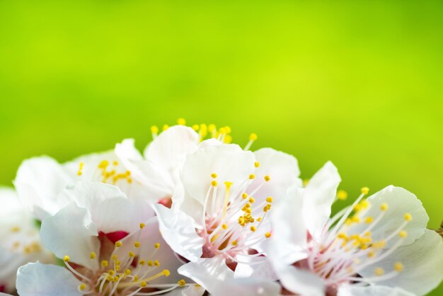 Primavera floreciendo flores blancas de primavera en un árbol con fondo floral suave