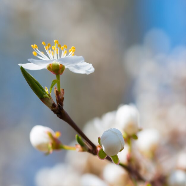 Primavera floreciendo flores blancas de primavera en un ciruelo sobre fondo floral suave