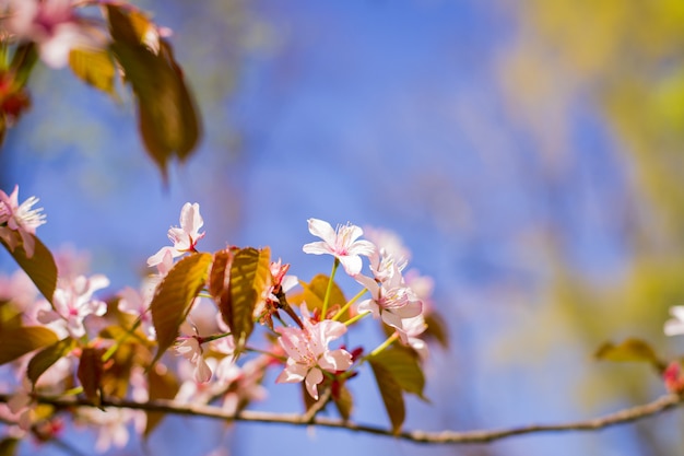 Primavera floreciente rama de flores de cerezo de sakura. Árbol de flor de ciruelo rosa cereza. ciruelo.