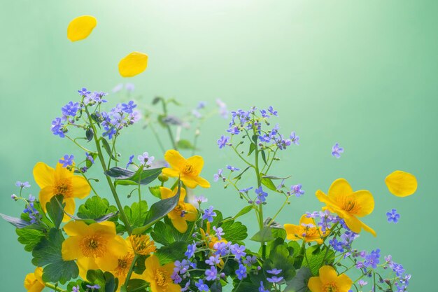 Primavera flores azuis e amarelas sobre fundo verde