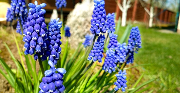 Primavera flores azuis lindas flores da primavera muscari closeup