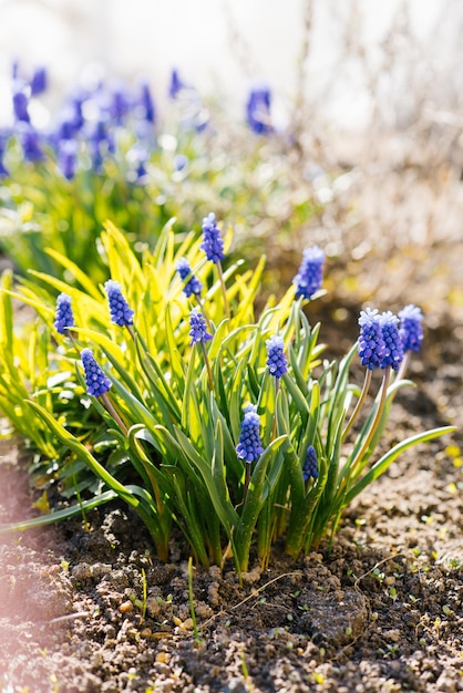 Primavera flores azuis muscari no jardim