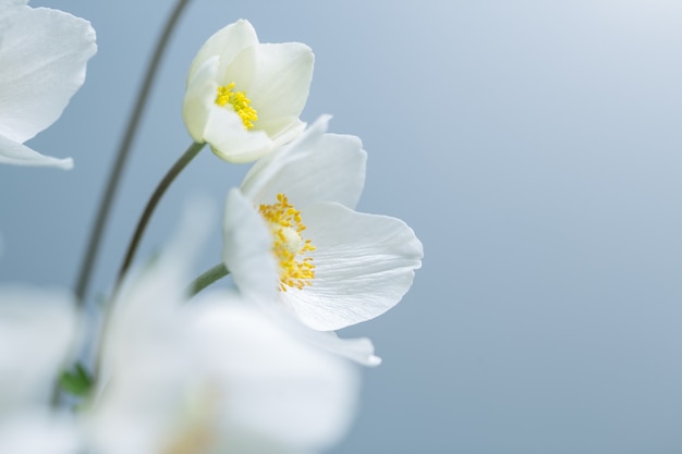 Primavera de flores blancas sobre fondo azul. Enfoque superficial selectivo