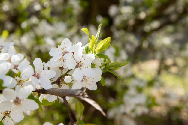 Primavera flores brancas galhos de flor de cerejeira