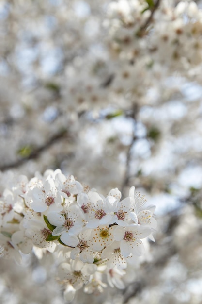 Primavera flores brancas galhos de flor de cerejeira