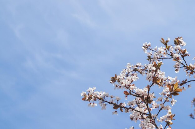 Primavera flores brancas galhos de flor de cerejeira