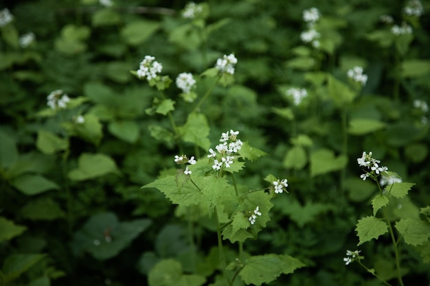 Primavera flores brancas na floresta