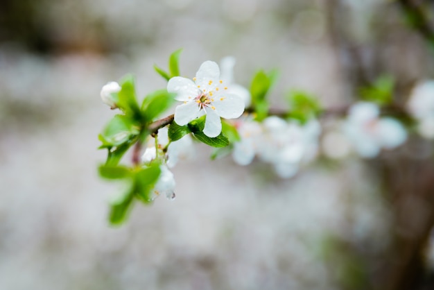 Primavera flores de cerezo flores blancas