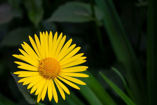 En primavera, las flores de color amarillo brillante de doronicum florecieron en el jardín en mayo.
