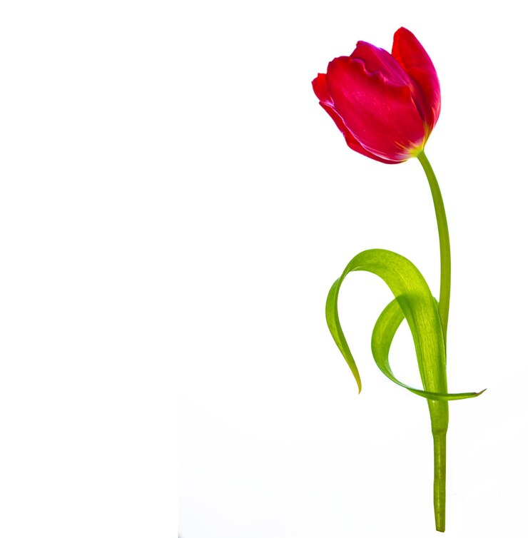 Foto primavera flores coloridas tulipas coleção floral