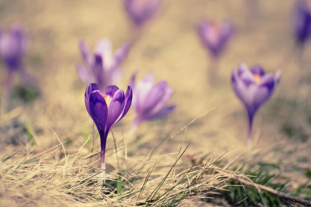 Primavera flores de açafrão