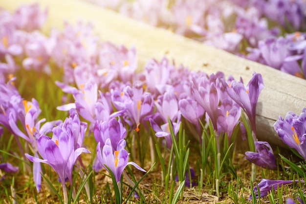 Primavera flores de açafrão