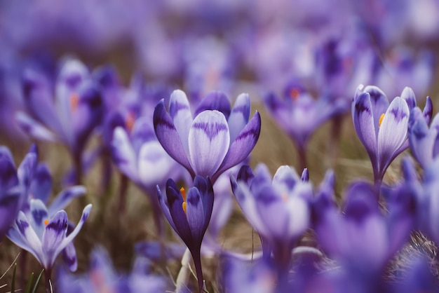 Primavera flores de açafrão