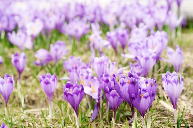 Primavera flores de açafrão