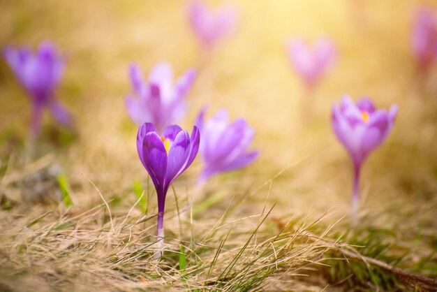 Primavera flores de açafrão