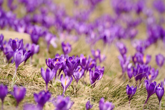 Primavera flores de açafrão