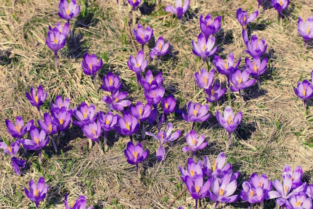 Primavera flores de açafrão