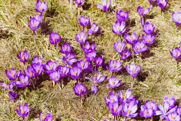 Primavera flores de açafrão