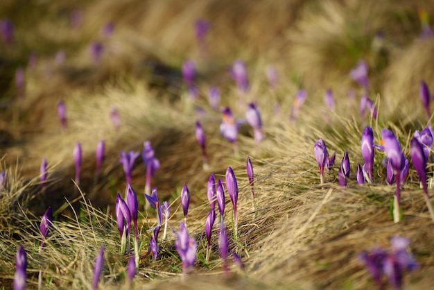 Primavera flores de açafrão