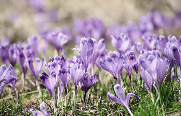 Primavera flores de açafrão