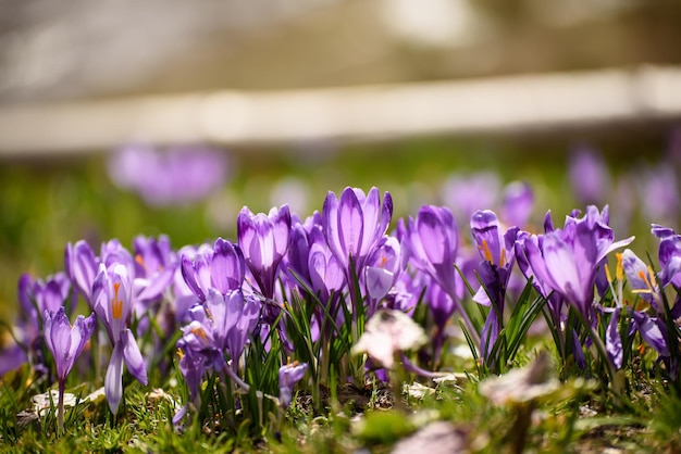 Primavera flores de açafrão