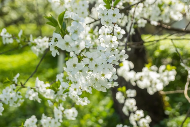 Primavera flores de cerejeira branca no jardim verde